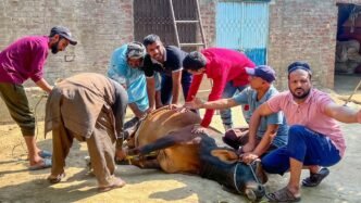 Pakistan continues Eid al-Adha sacrifices on day two