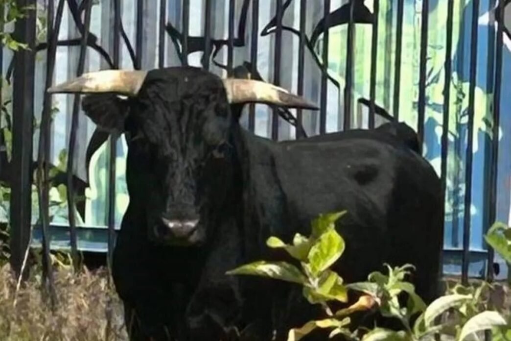 Panic at ASH as bull breaks into Emergency Ward