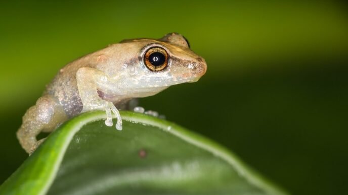 Puerto Rican coquí frogs are loud. Islanders want to keep it that way.
