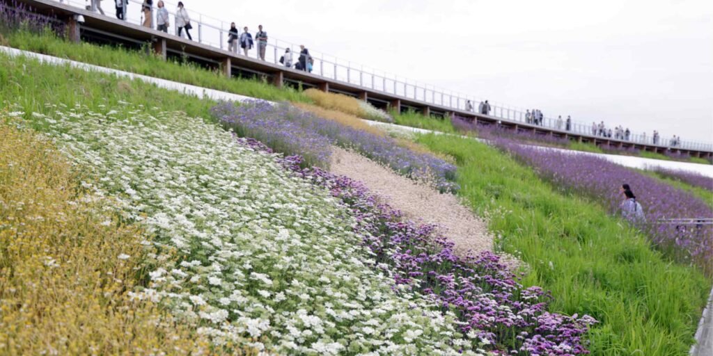 Sky garden in full bloom atop Osaka Expo's Grand Ring
