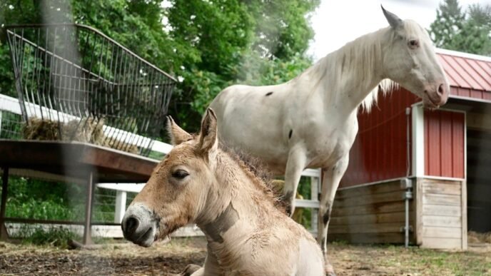Rejected by his mother, rare wild Asian horse foal finds new mom in a grieving domestic mare